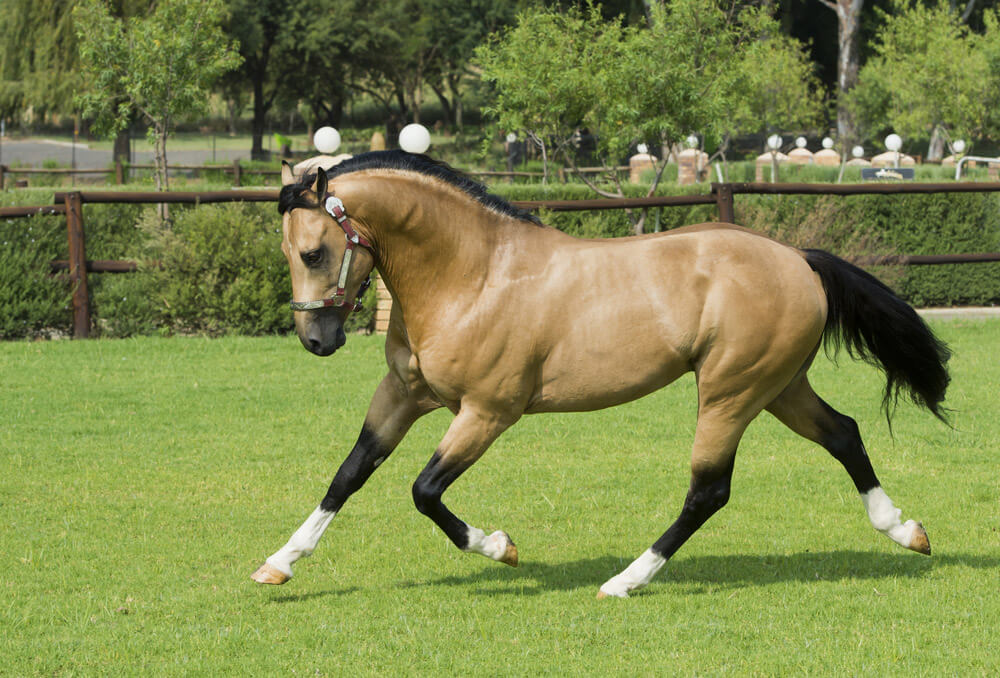 American Quarter Horse Buckskin Stallion