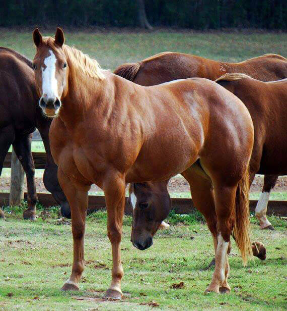 American quarter halter horse