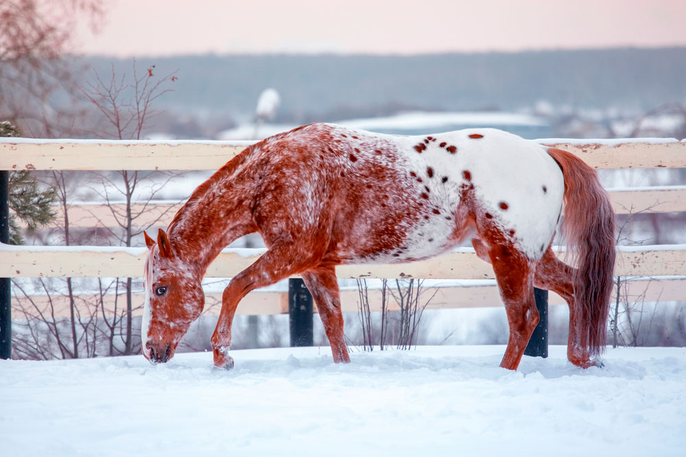 Appaloosa Horse is grazing in winter