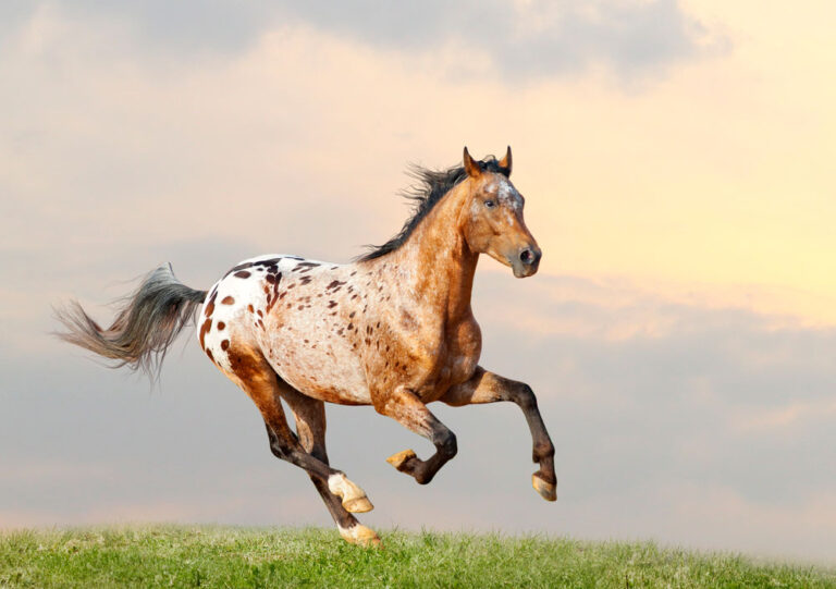 Appaloosa Horse is jumping on meadow