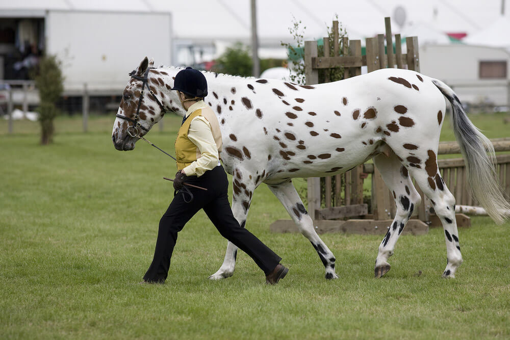 Appaloosa horse being led at a horse show