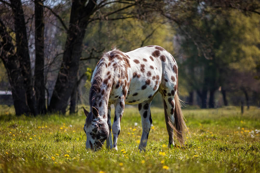 Appaloosa horse coat color