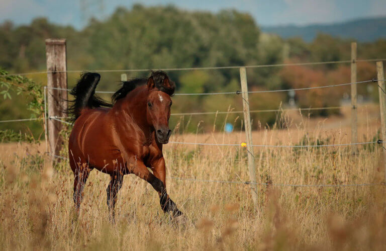 Arabian Horse