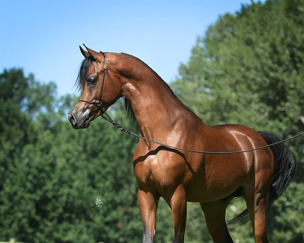 Arabian horse El Rey Magnum RCF