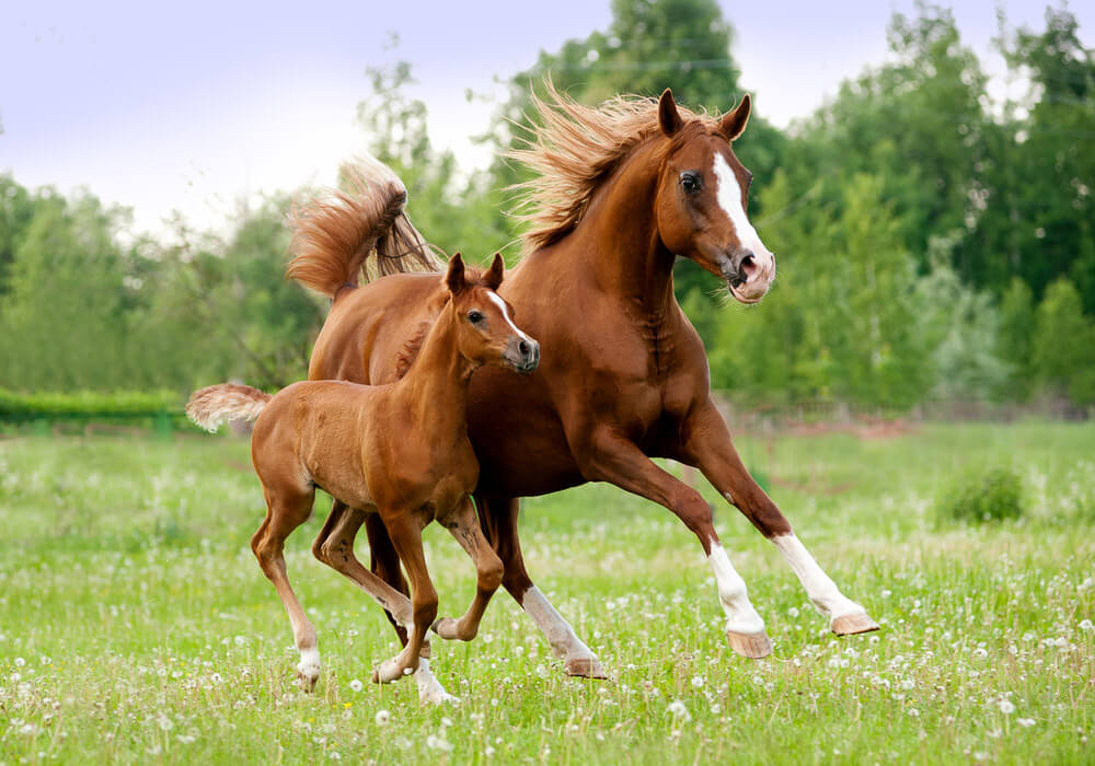 Arabian horse and foal running