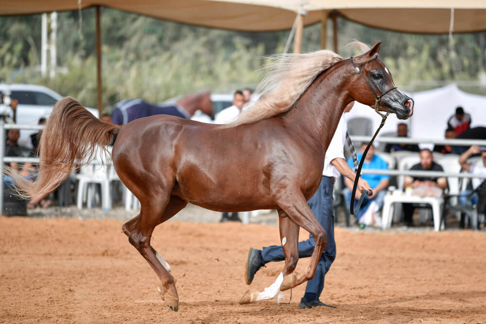 Arabian horse is performing