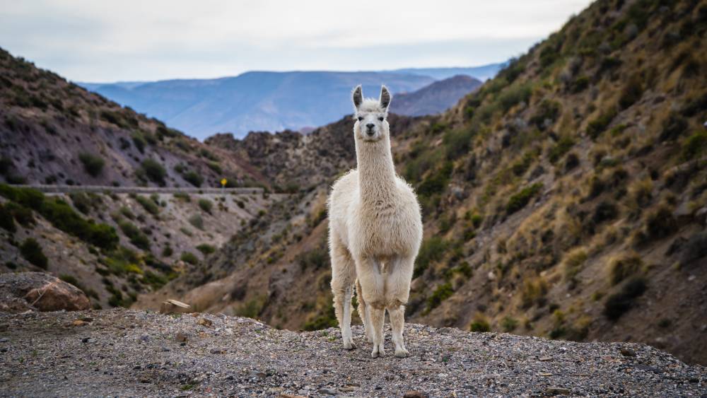 Atacama Desert Llama in Chile