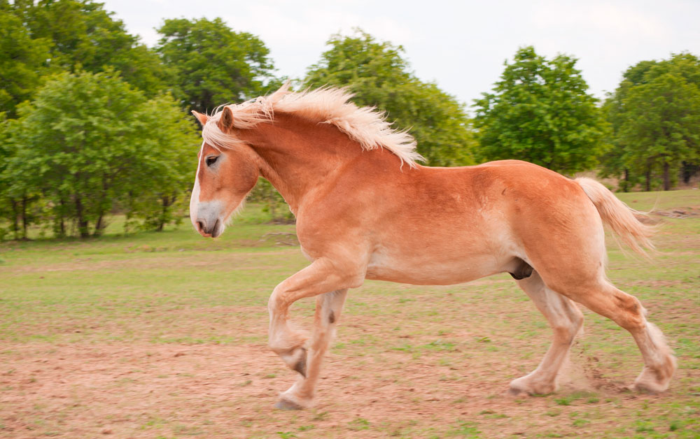 Belgian Draft Horse