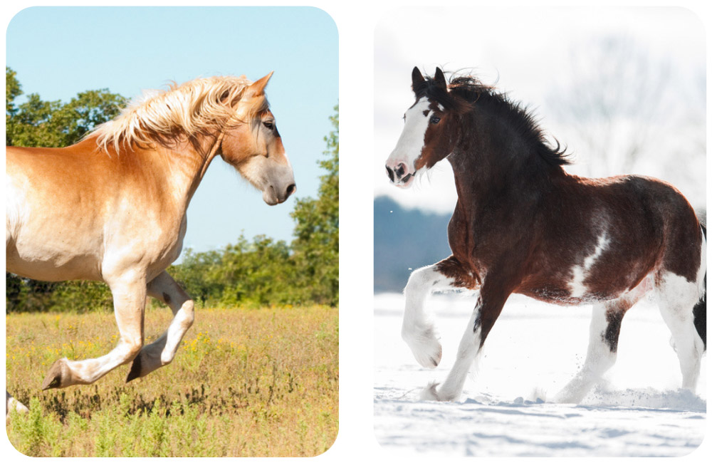 belgian draft horse vs clydesdale