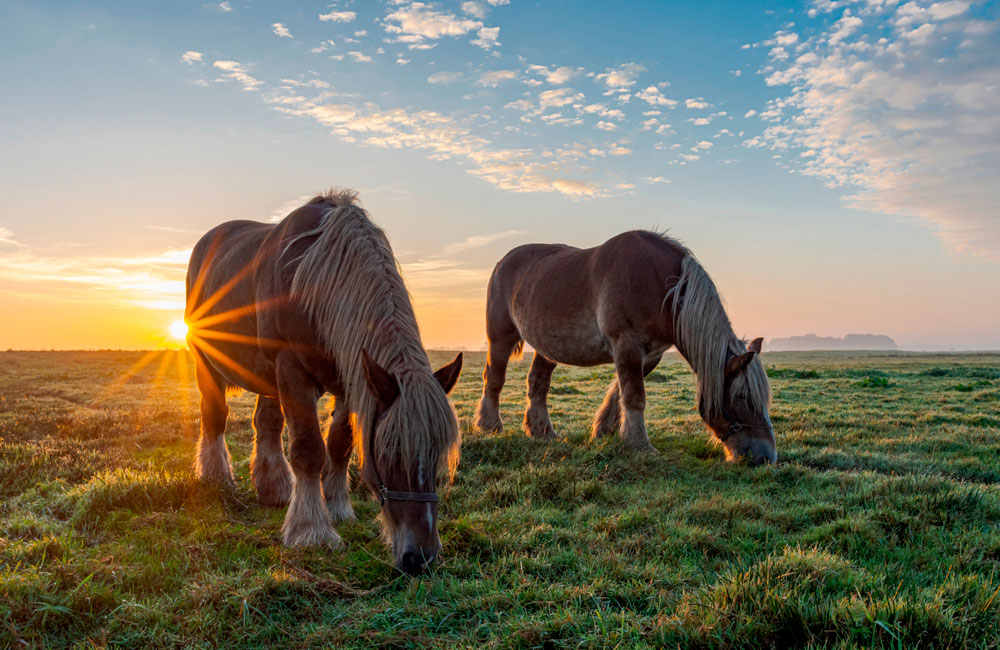 Belgian horses at sunrise