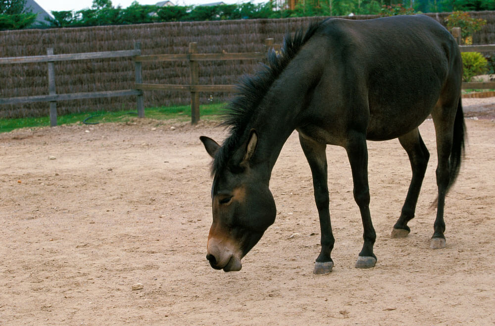 Black hinny is grazing around