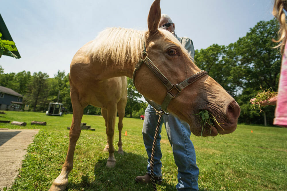 Close wide angle of a horse eating grass