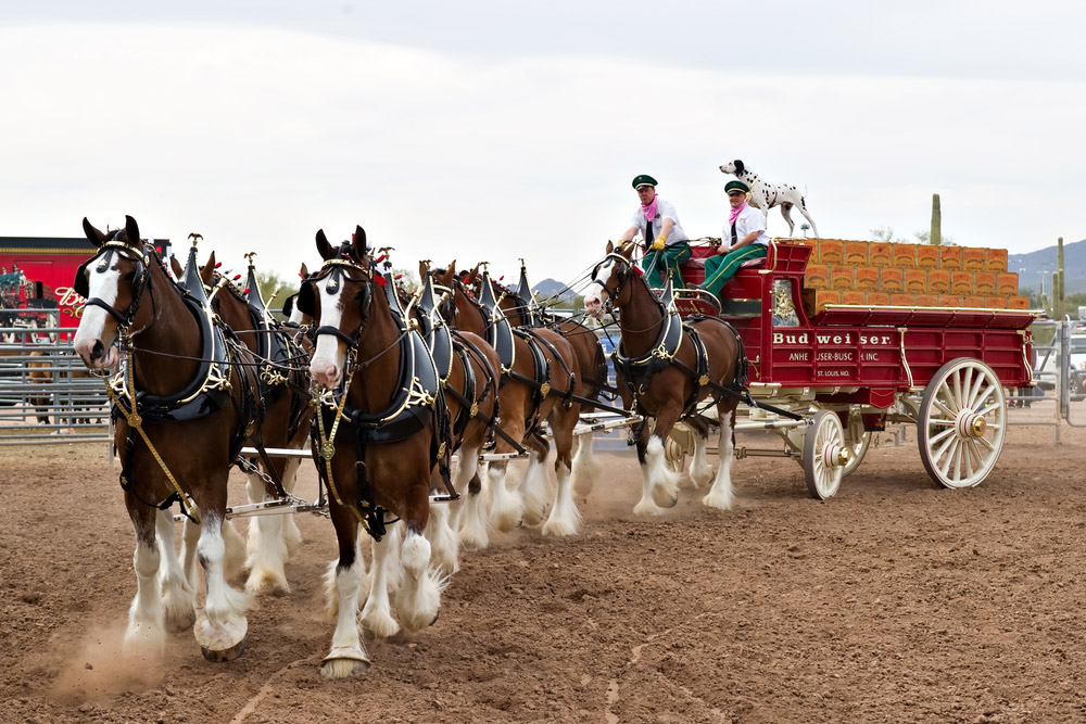 Clydesdale Horses performing in show