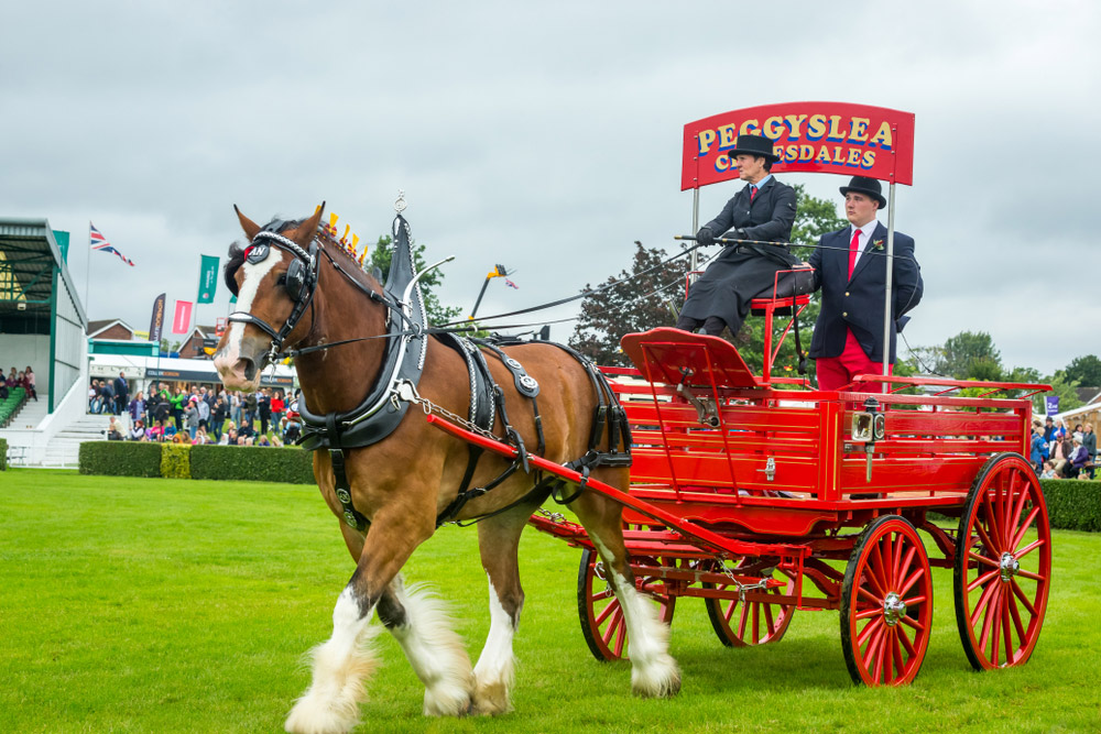 Clydesdale horse is performing in driving