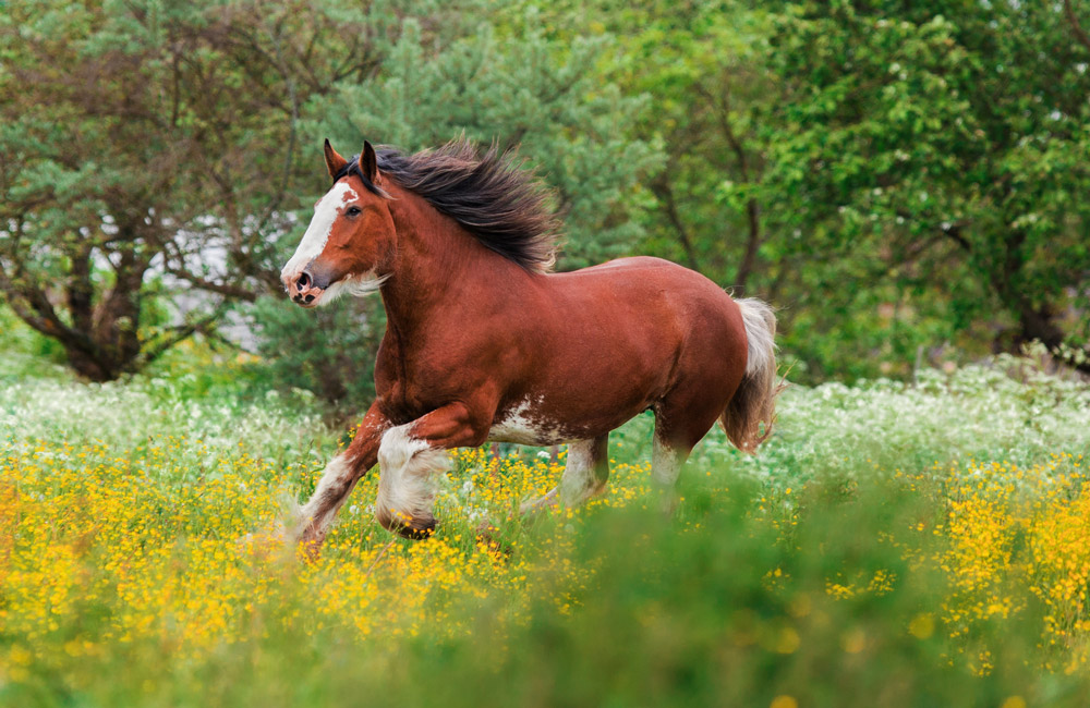 Clydesdale horse is running