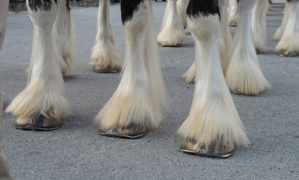 Clydesdale horse with white feathering