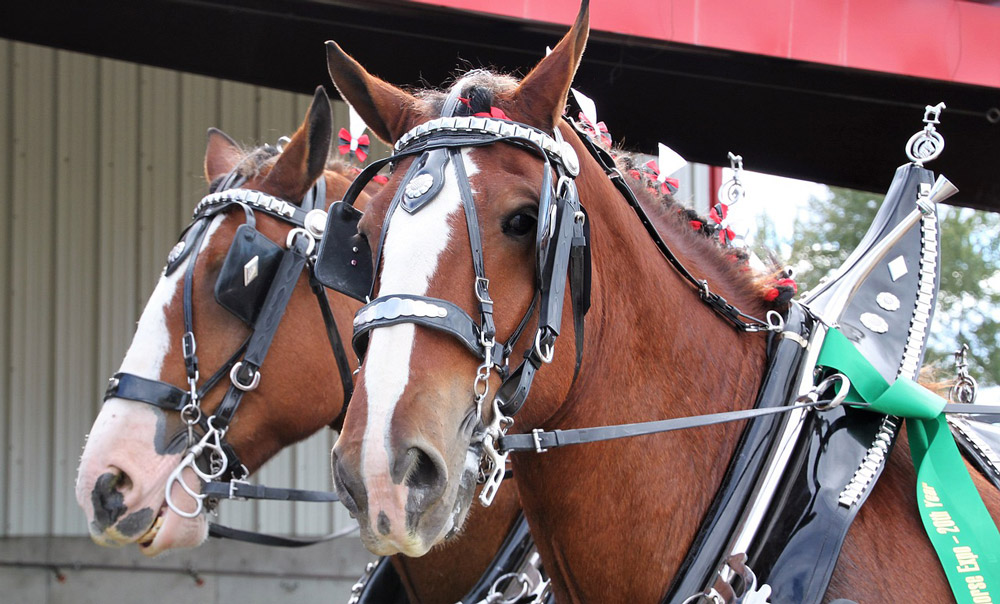 Clydesdale horses for parade show