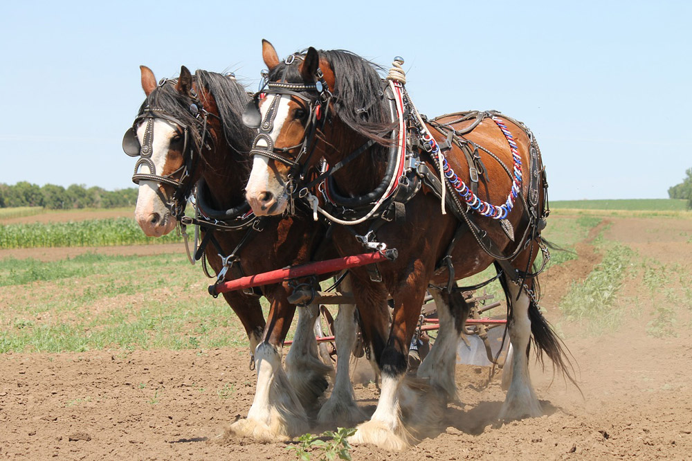 Clydesdale horses used for pulling