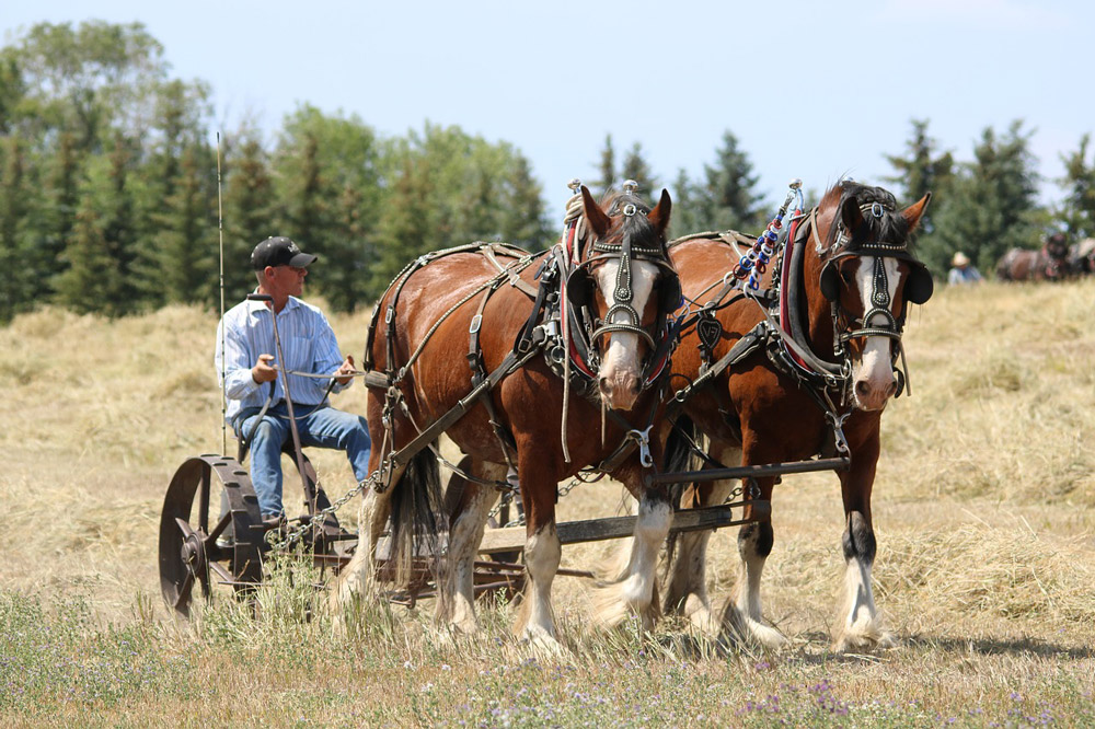 Clydesdale horses used in farm work