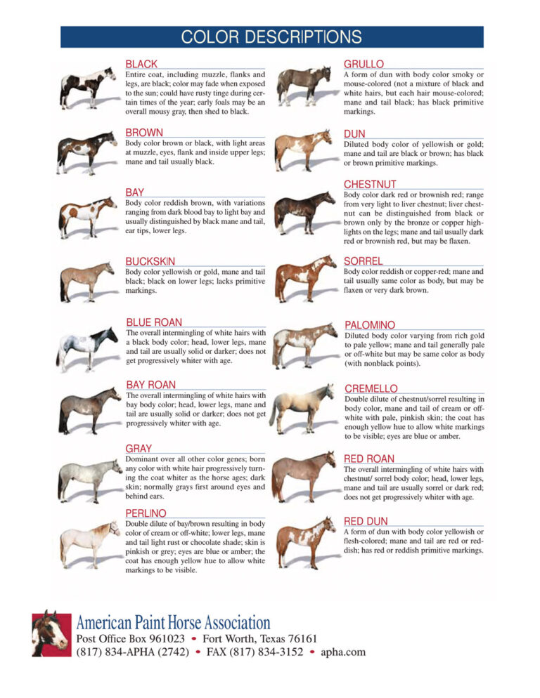 American Paint Horse Temperament and Characteristics • Horsezz