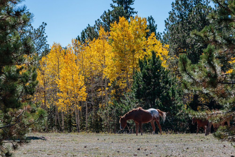 Colorado Ranger Horse grazing around