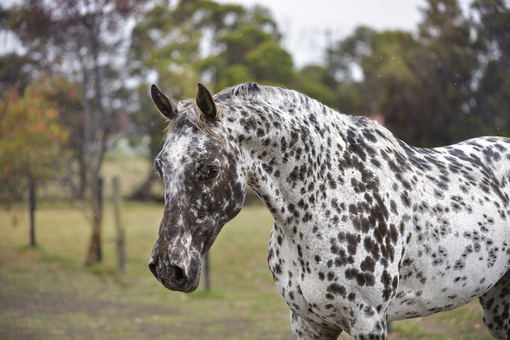 Colorado Ranger Horse leopard spotted coat