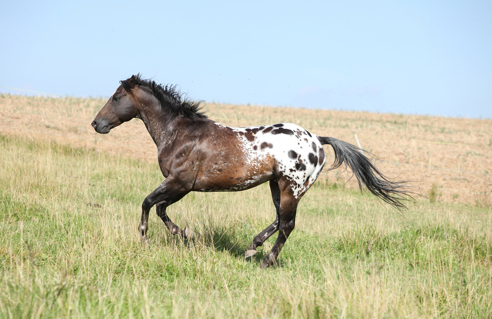 Colorado Ranger Horse running