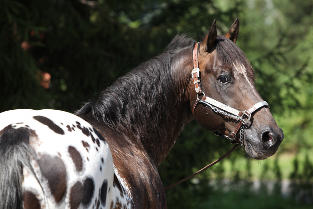 Colorado Ranger Horse with spotted back