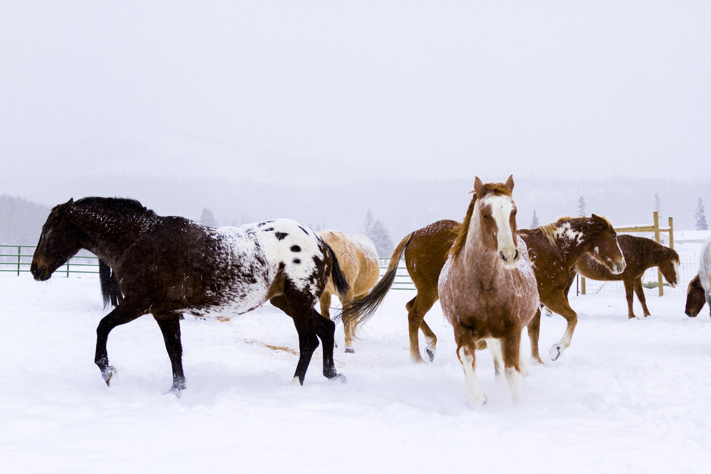 Colorado Ranger Horses in winter