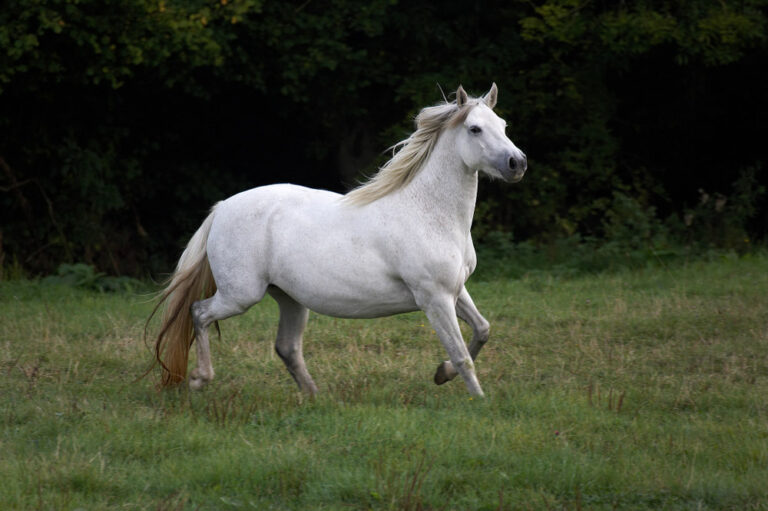 Connemara Pony