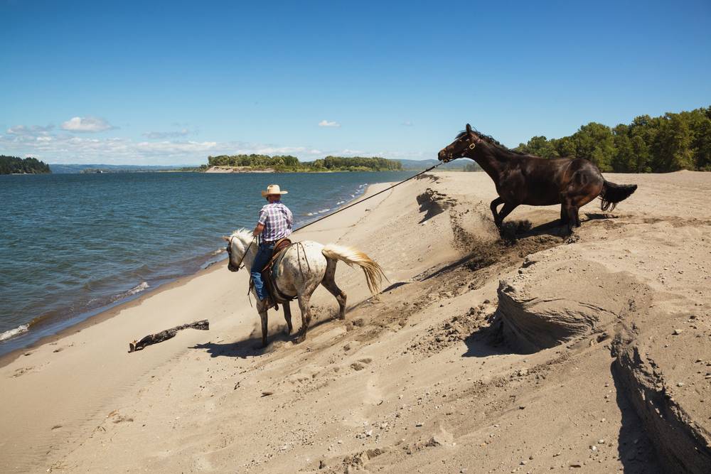 Cowboy pulling a scared horse towards the river