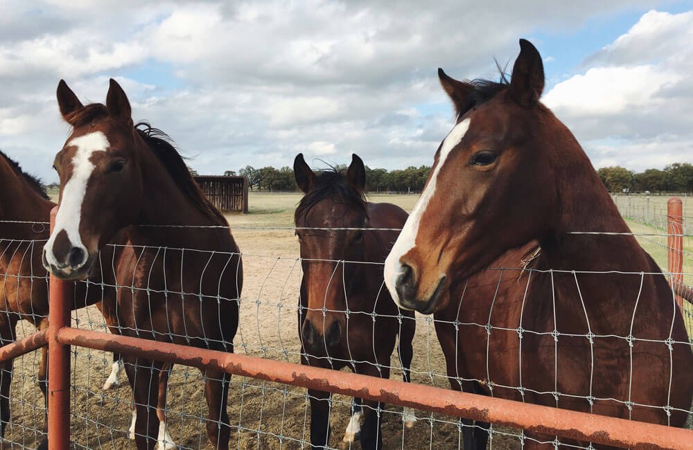 Dark bay horses over a fence