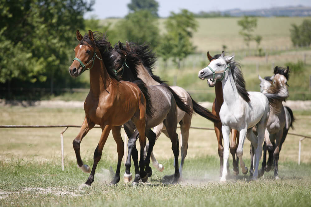 Domestic arabian horses of different colors