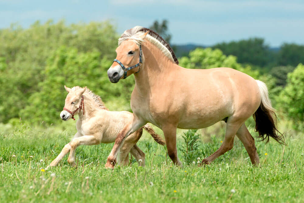 Fjord adult and baby horses are running