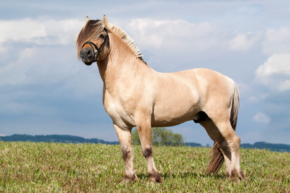 Fjord horse image