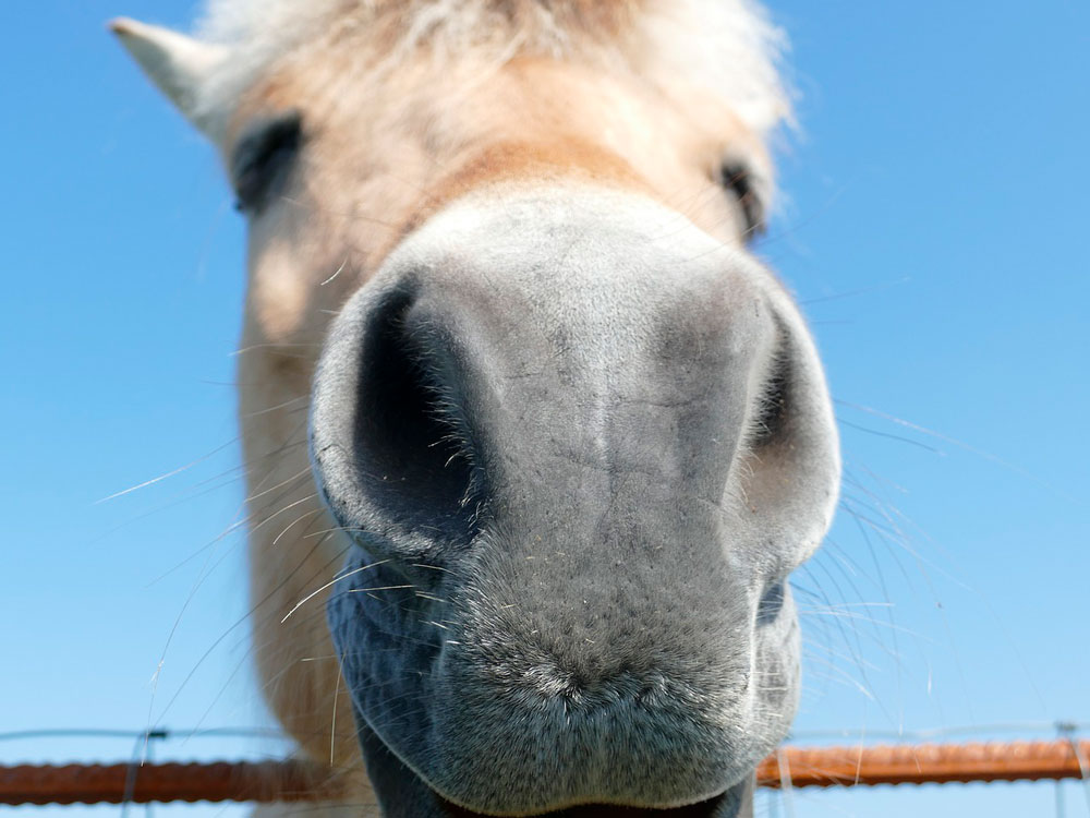 Fjord horse muzzle close view