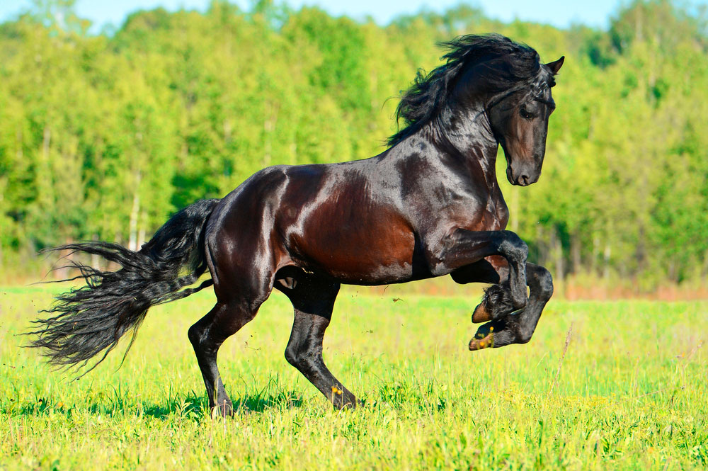 Friesian horse with shiny black coat