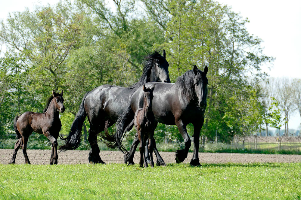 Friesian horses with their foals