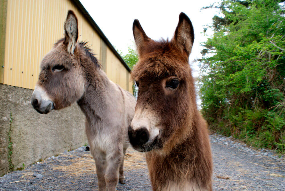 Gray mama donkey and brown hinny together