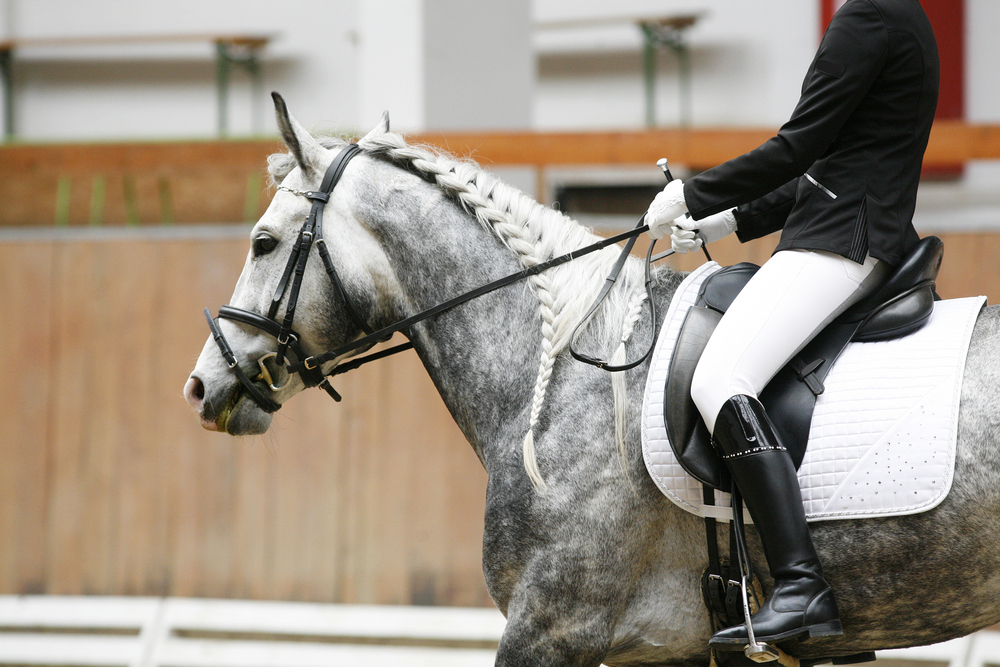 Grey colored dressage horse under saddle