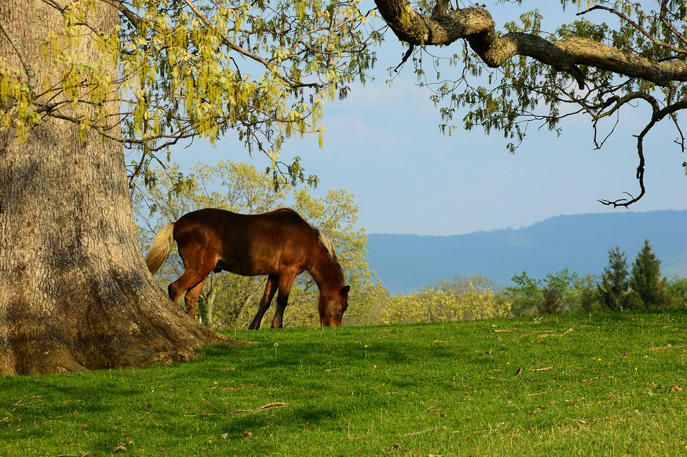 Hackney Horse grazing outdoor