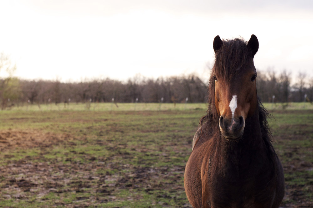 Hackney Pony front view