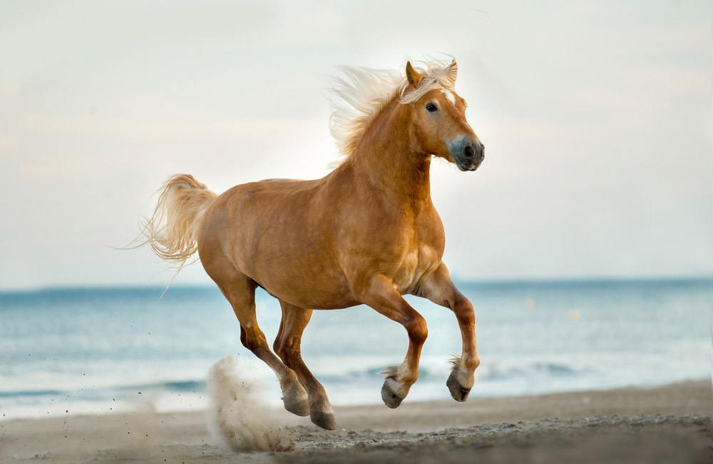 Haflinger Horse is jumping on beach