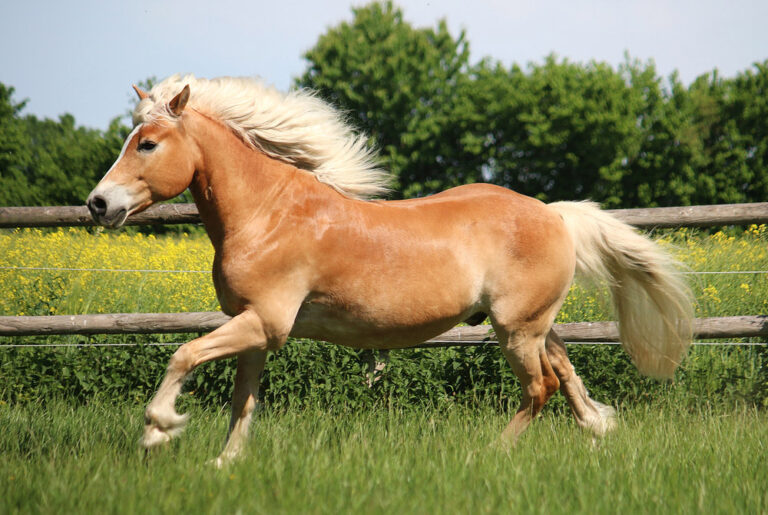 Haflinger Horse is playing around