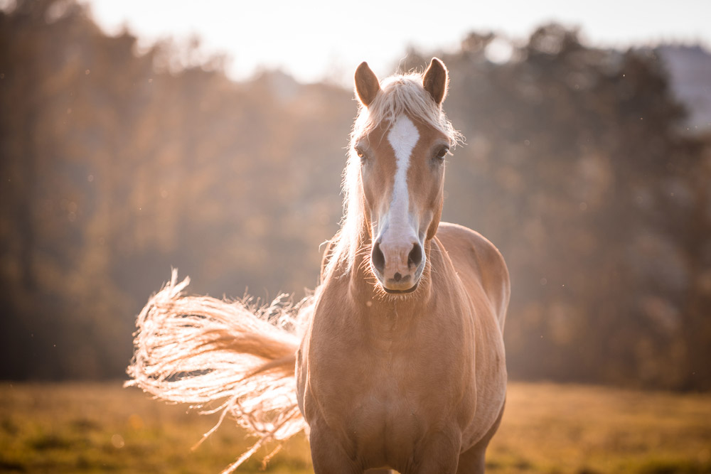 Haflinger Horse on sunset view