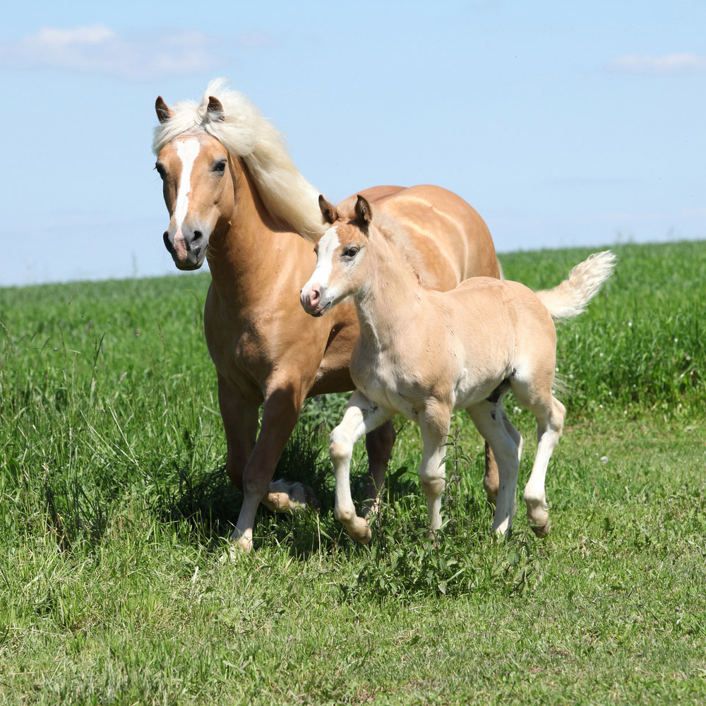 Haflinger mare and foal