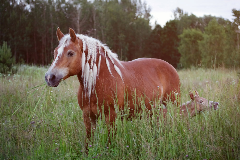 Haflinger mare and horse are agrazing