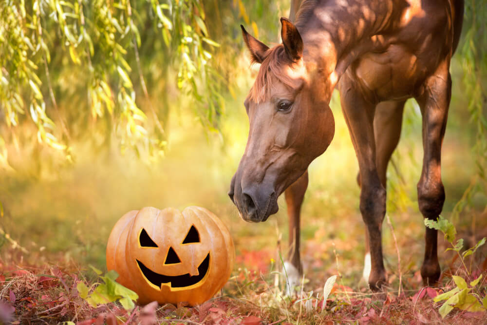 Halloween collage with a horse and pumpkin