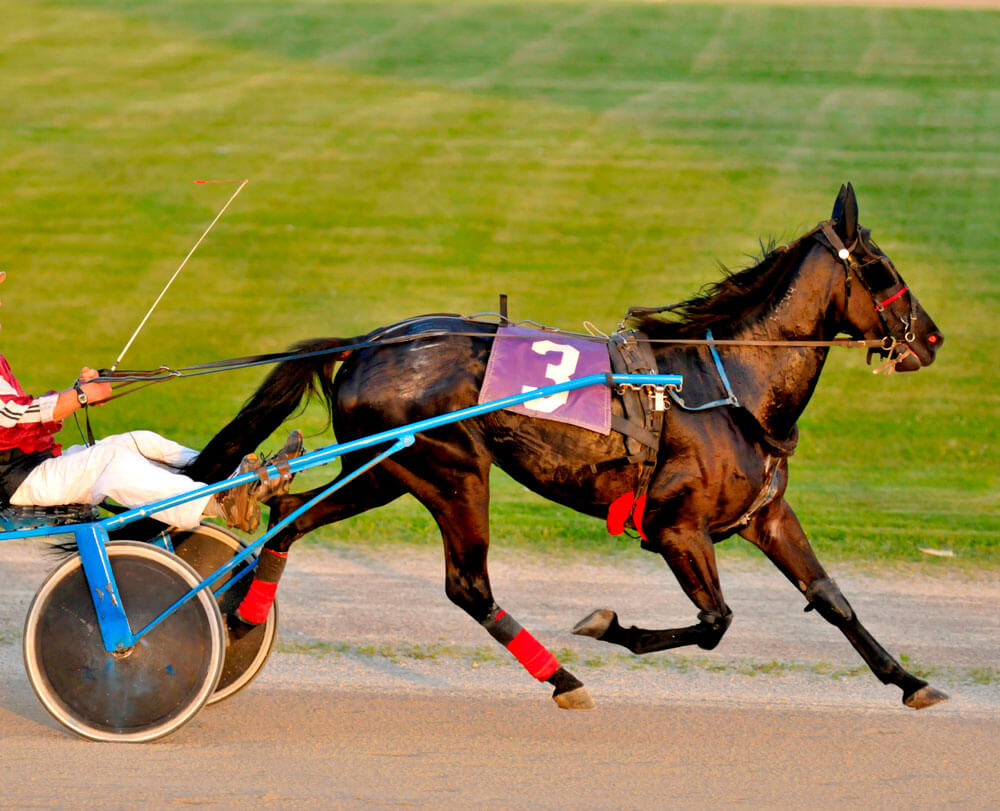 Harness racing with a thoroughbred horse