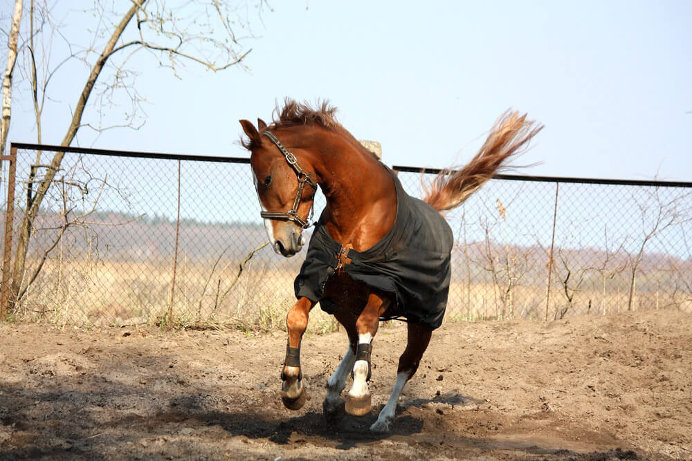 Horse in coat running in the paddock